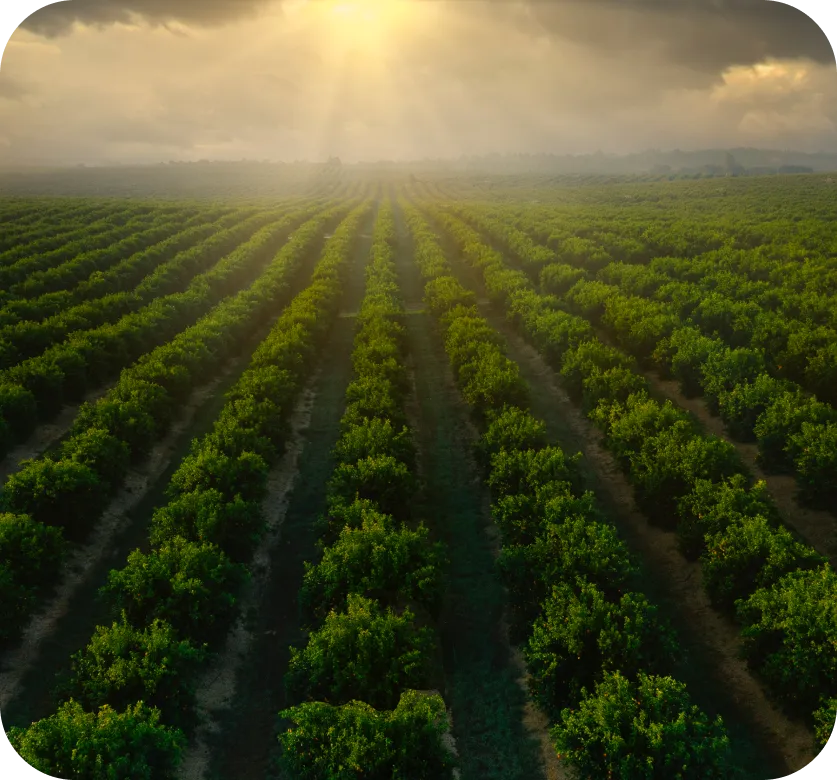 Image of crops